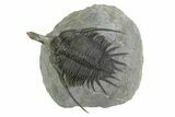 Spiny Psychopyge Trilobite - Short Snout Variant #350475-2